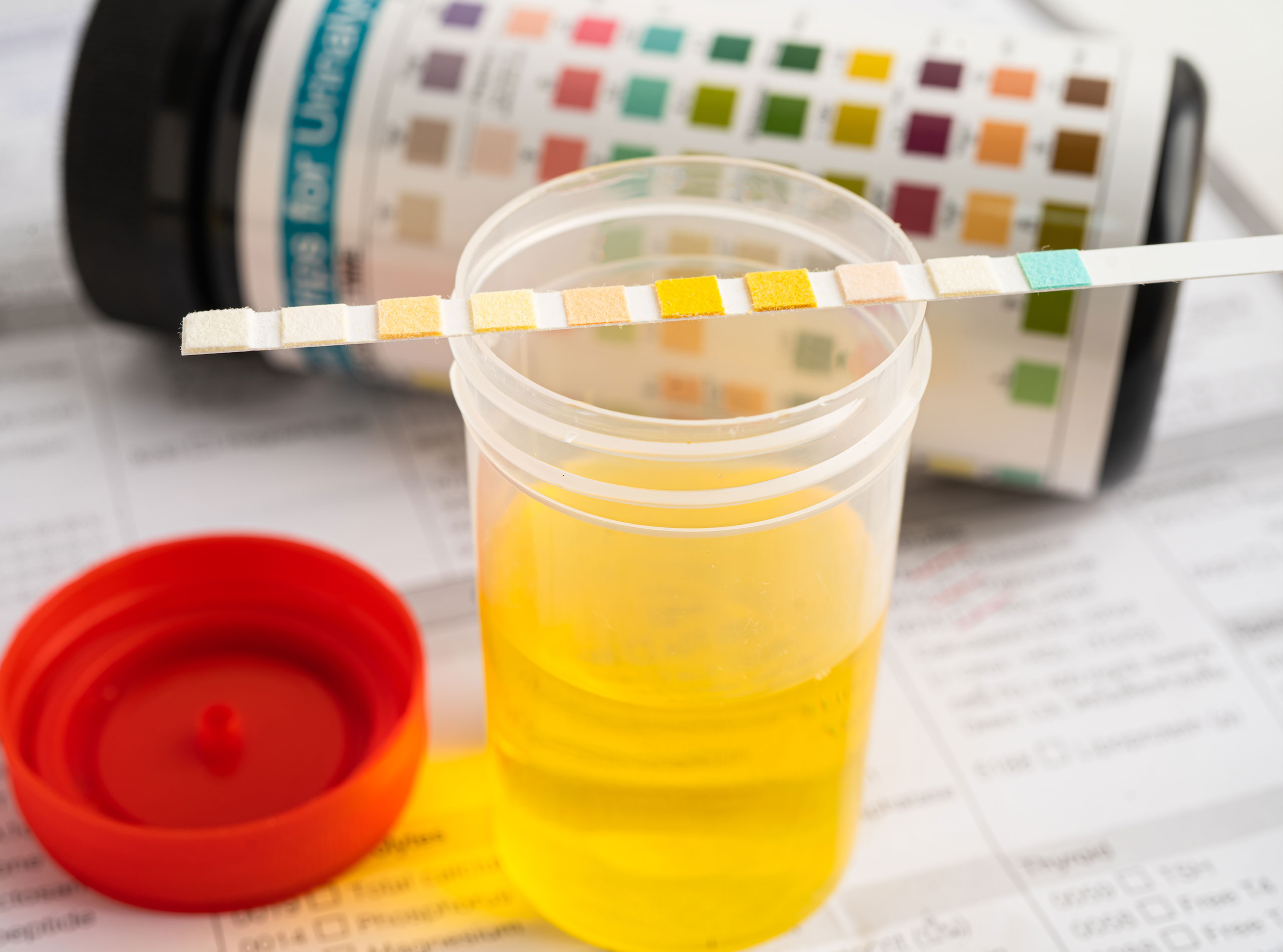 Featured image for “Obtaining a Pet Urine Sample from your Cat or Dog”