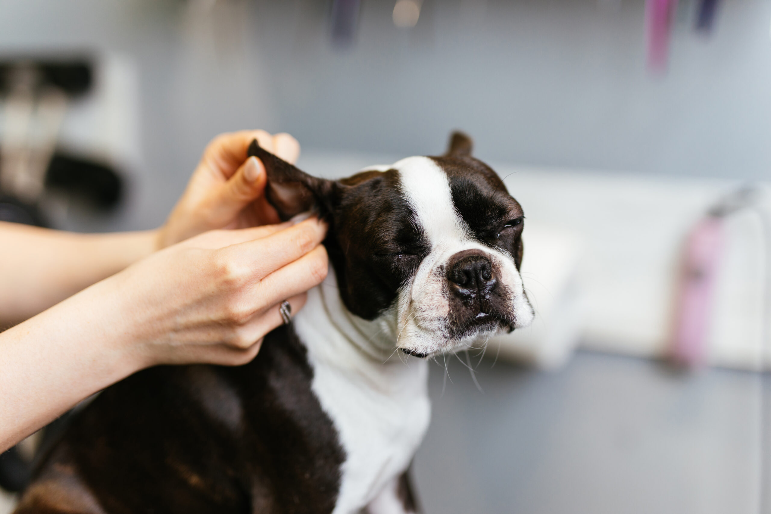 Featured image for “How To Clean Your Pet’s Ears”